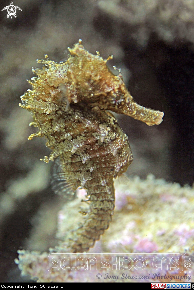 A White's seahorse