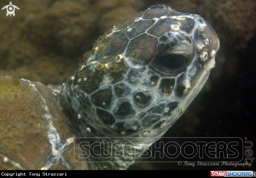 A Green turtle