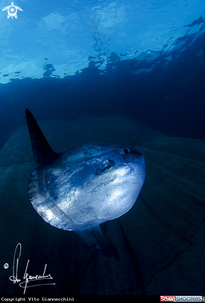 A Pesce luna