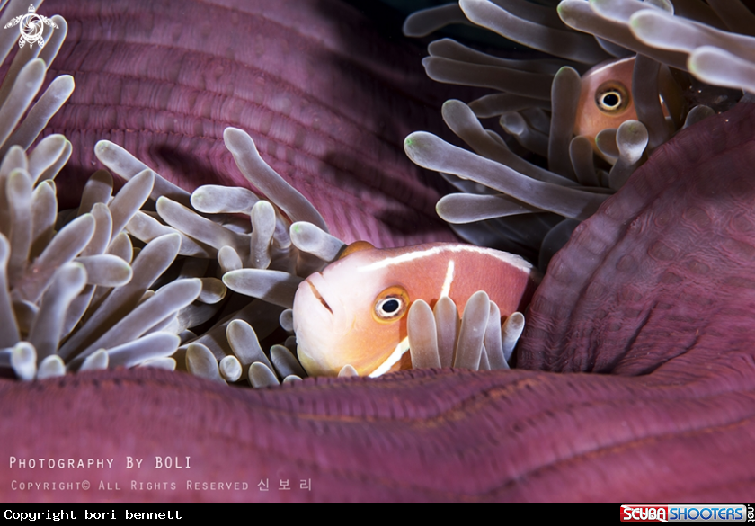 A Pink Anemonefish