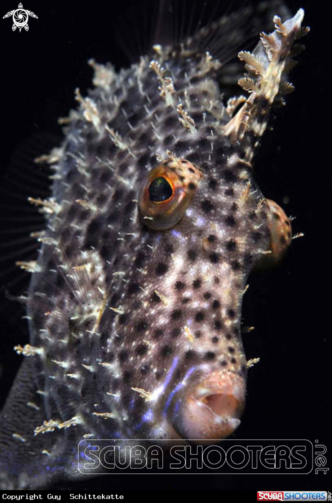 A Filefish