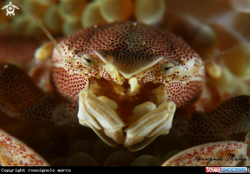 A Porcelain crab