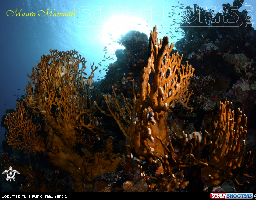 A Fire coral