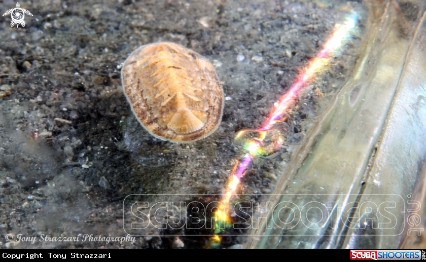 A Chiton