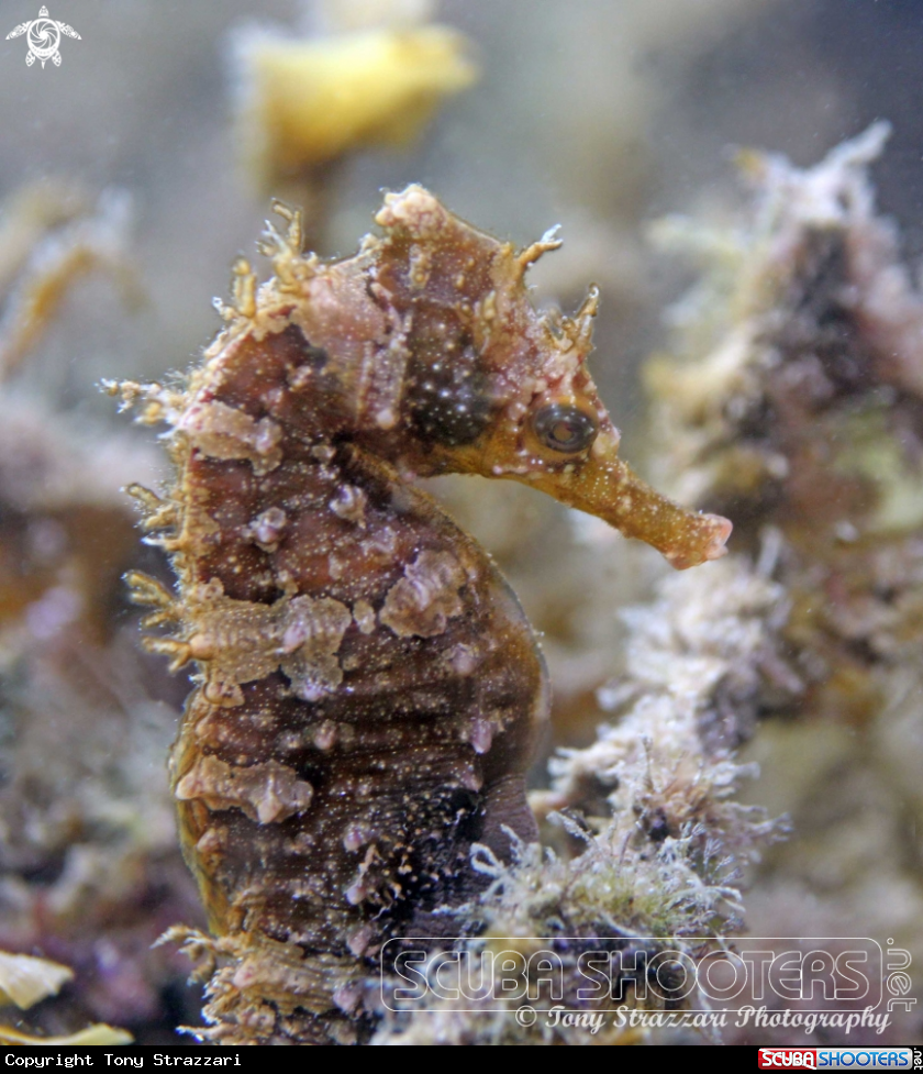 A White's seahorse