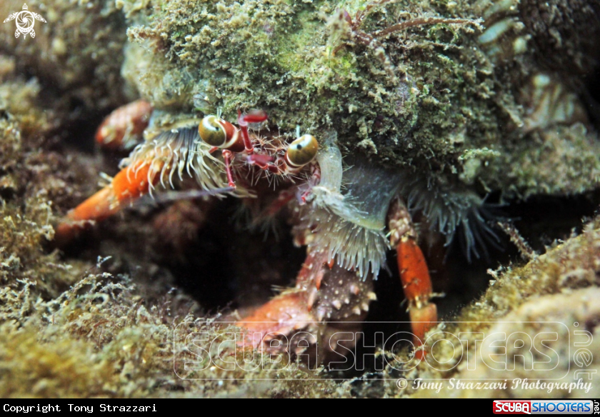 A Anemone Hermit Crab