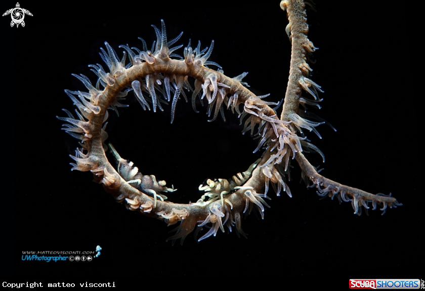 A commensal shrimp