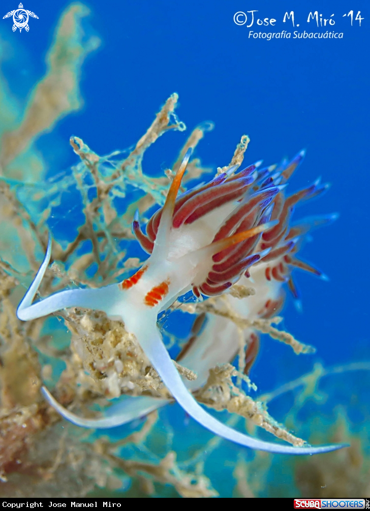 A Cratena peregrina