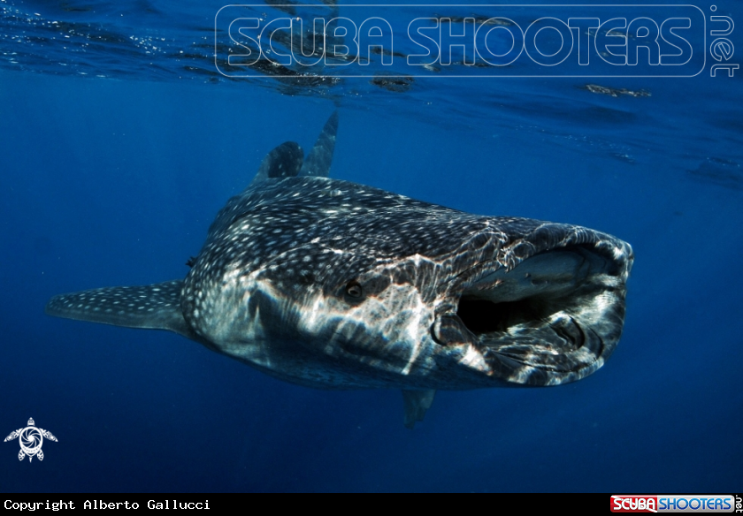A Whale shark