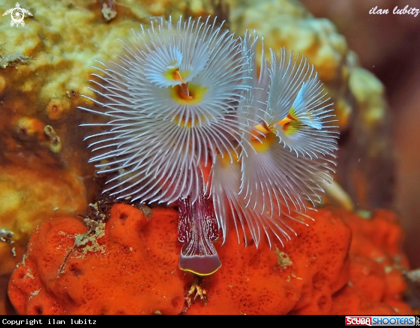 A Christmas tree worm 