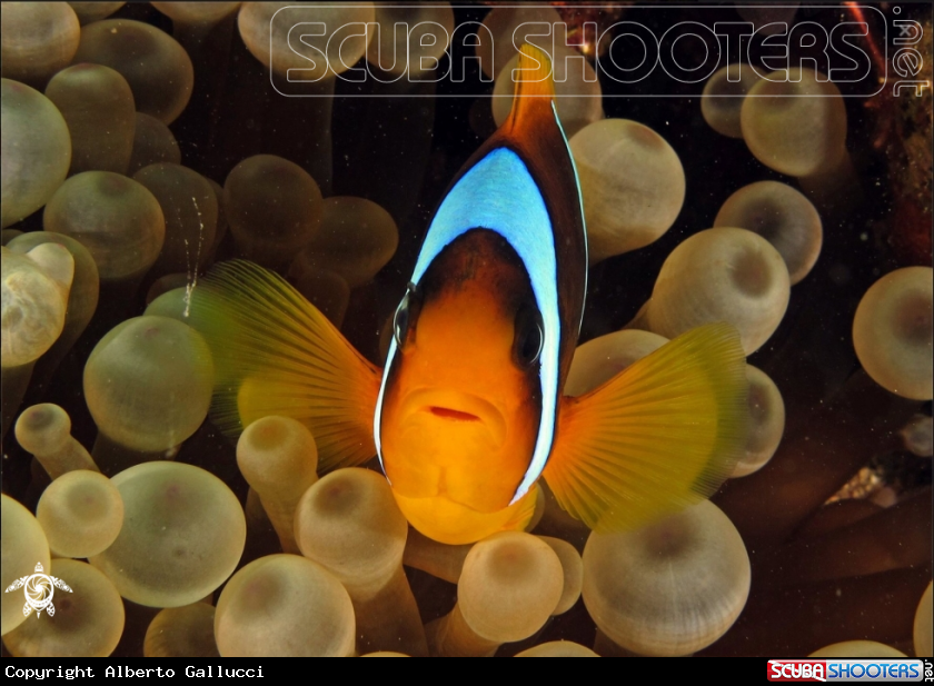 A Clownfish
