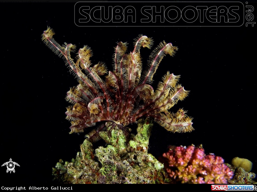 A Crinoid
