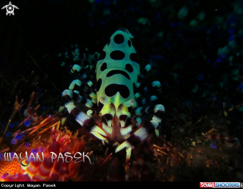A coleman shrimp