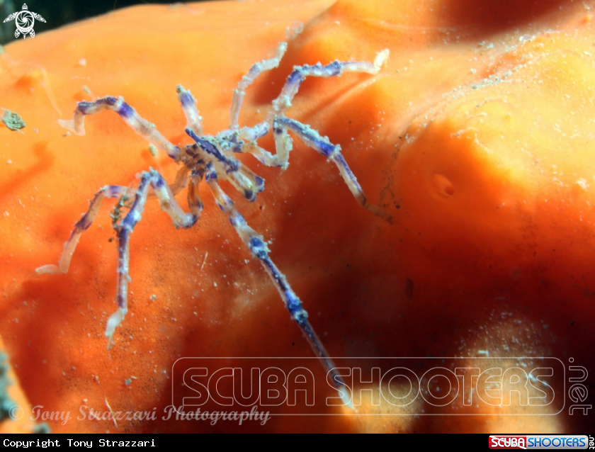 A Sea spider