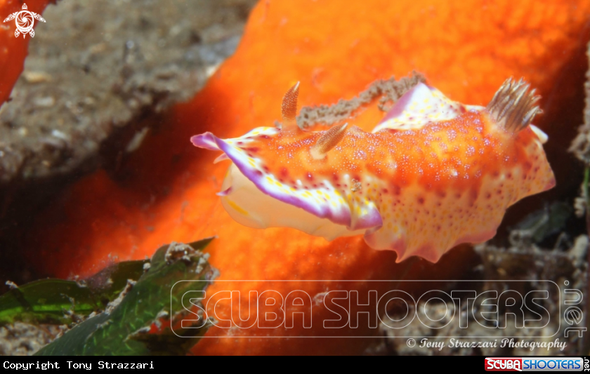 A Collingwood's Chromodoris