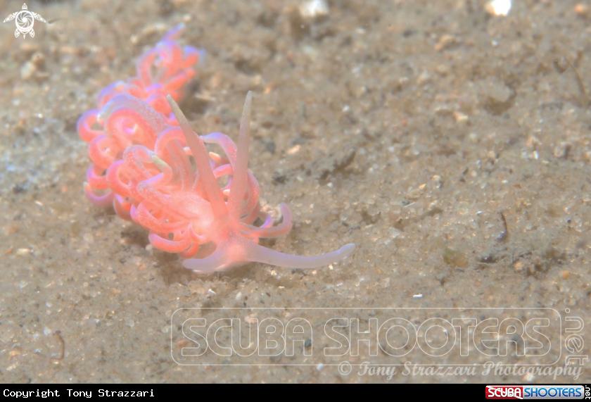 A Pink Fluffy Phyllodesmium