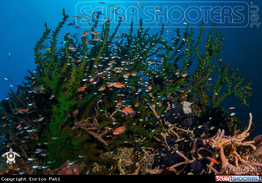 A Green coral