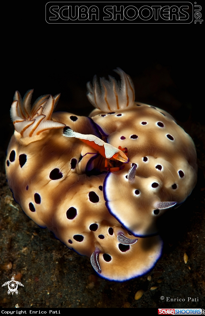 A Emperor Shrimp