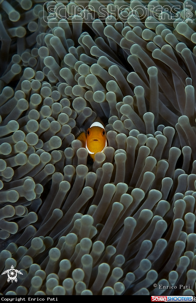 A Clownfish