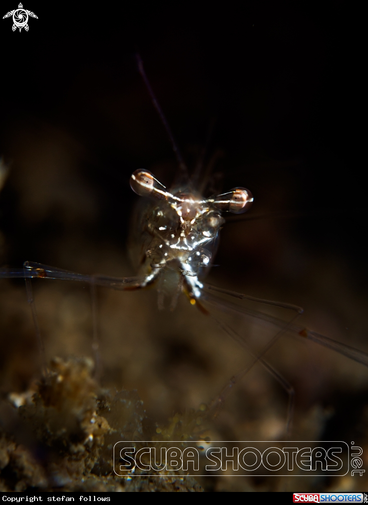 A Black and Silver Cuapetes Shrimp