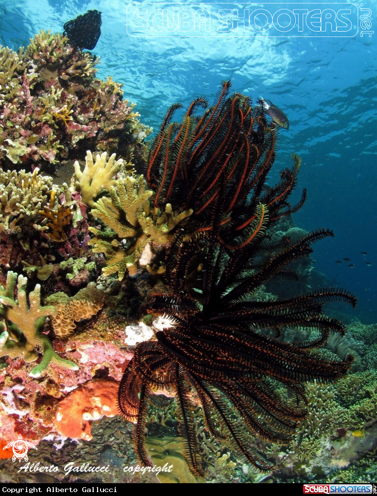 A Crinoids