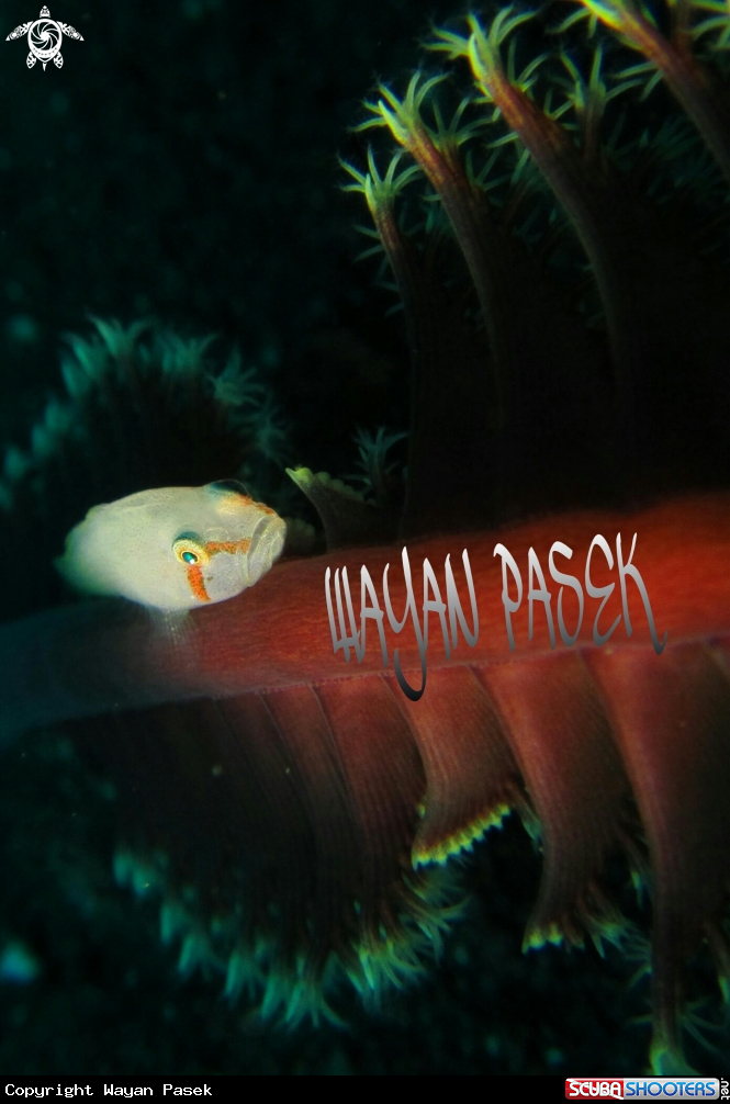 A white goby