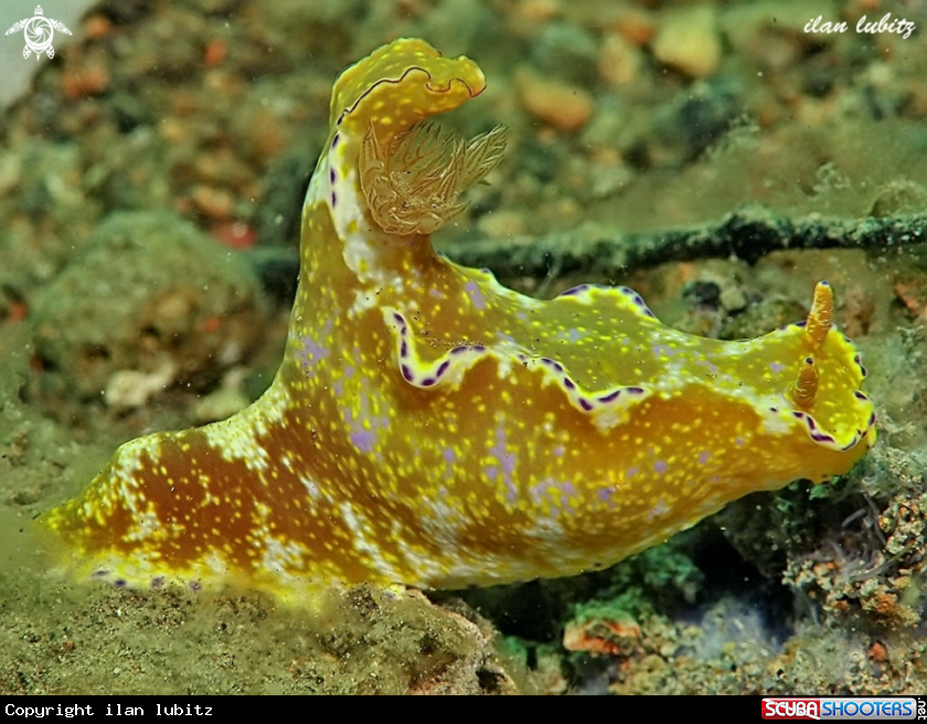 A Nudibranch