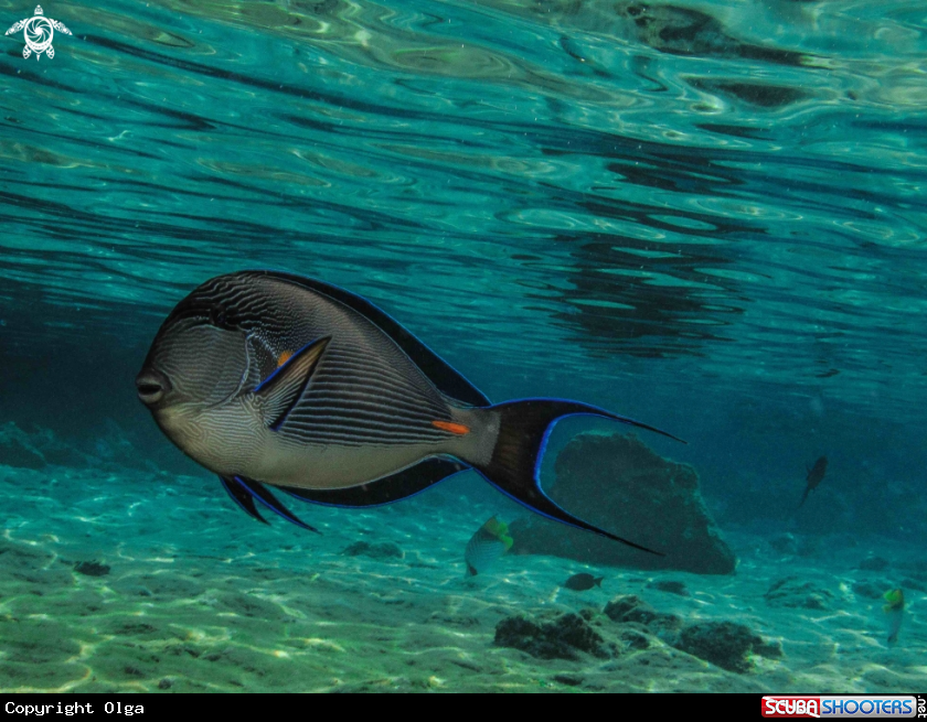A Surgeon Fish