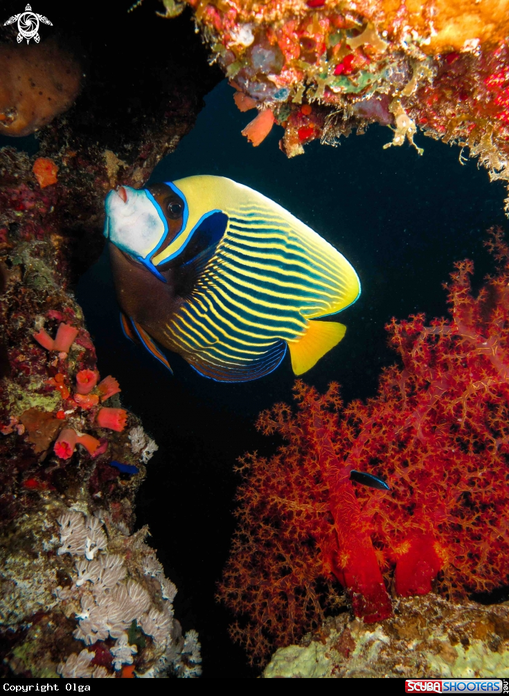 A Angel Fish