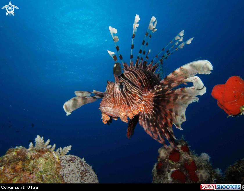 A Lionfish