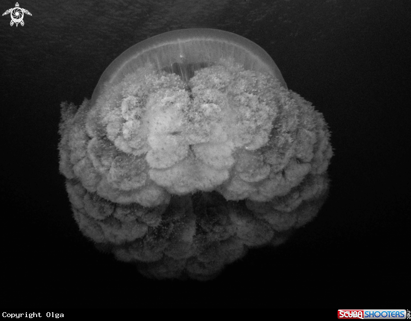 A Jellyfish