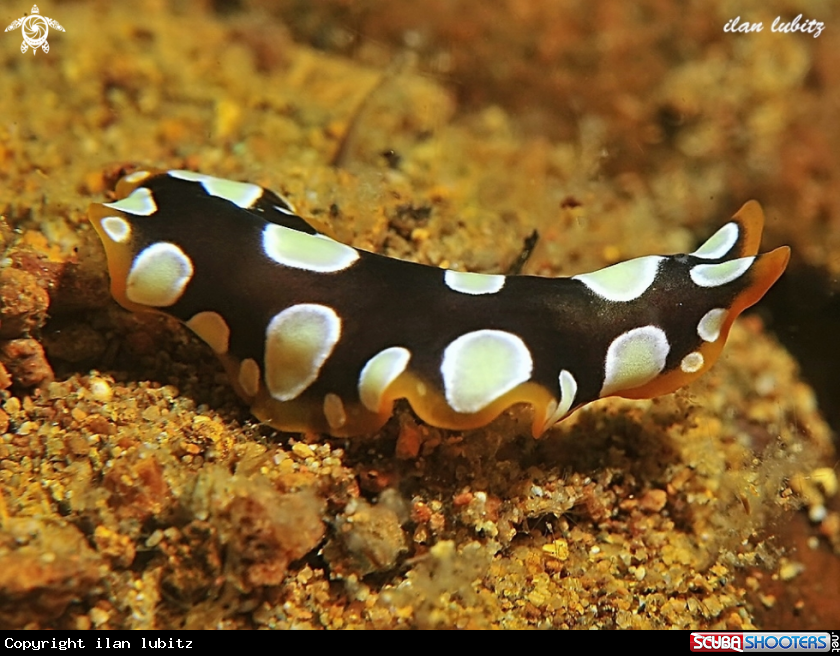 A Flatworm