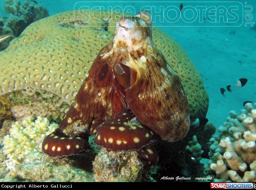 A Octopus