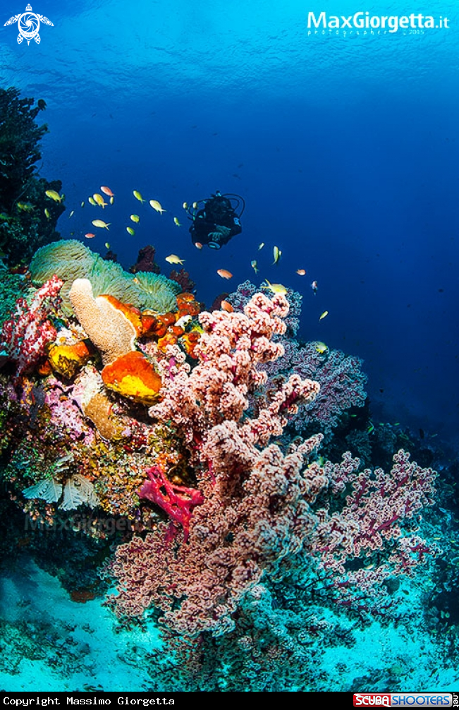 A coral 