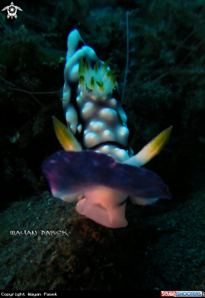 A chromodoris geometric