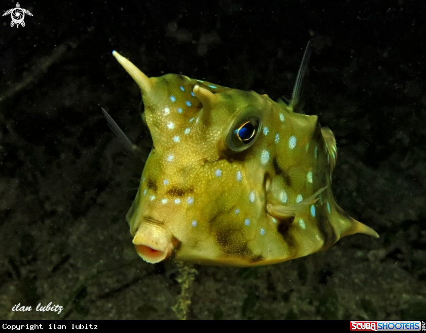 A box fish