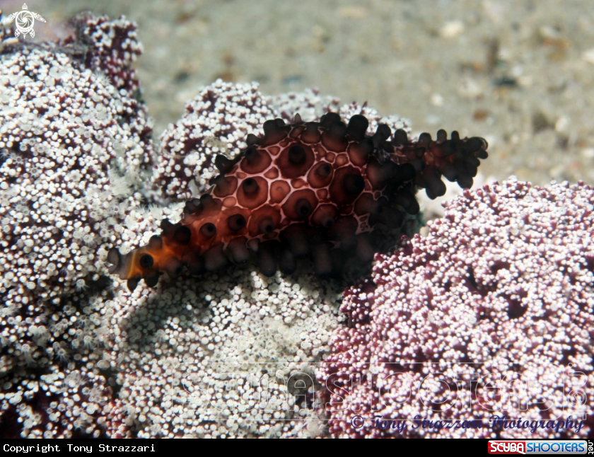 A Shuttlecock Egg Cowry
