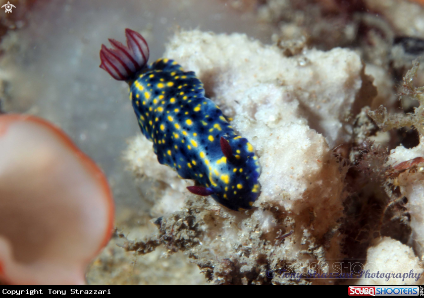 A Obscure Hypselodoris
