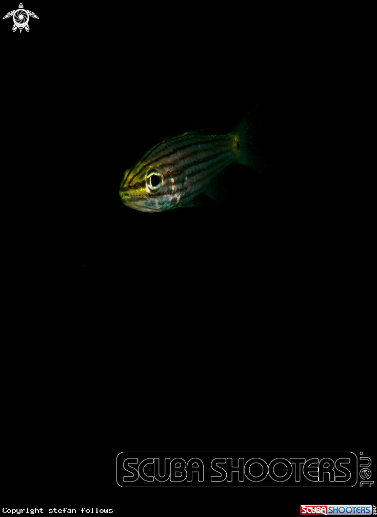 A Cardinalfish
