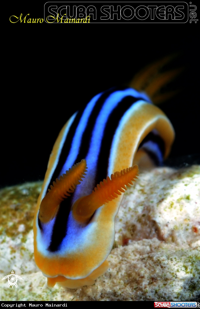 A Nudibranch chromodoris