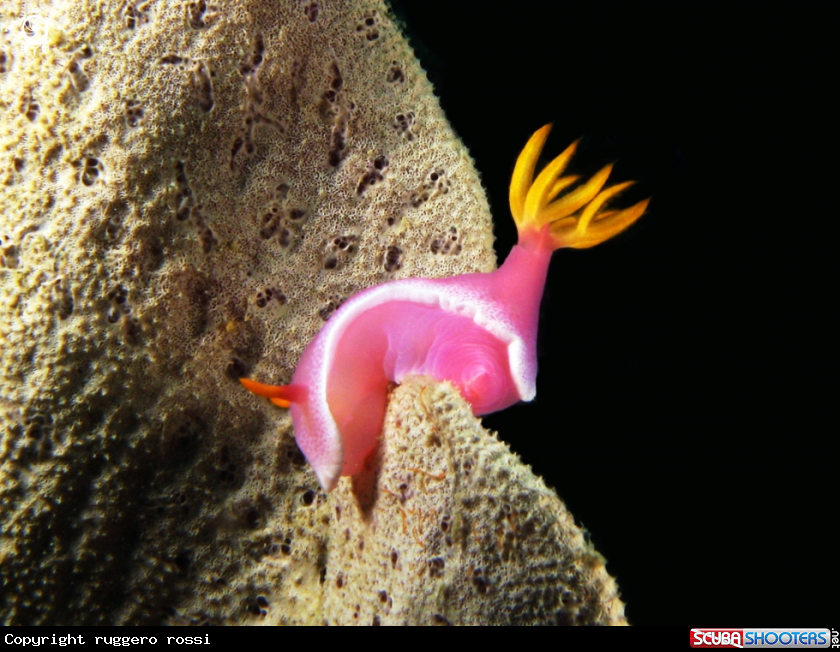 A underwater creature