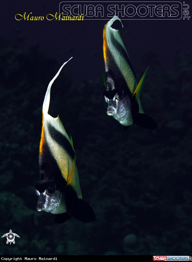 A Butterfly fish