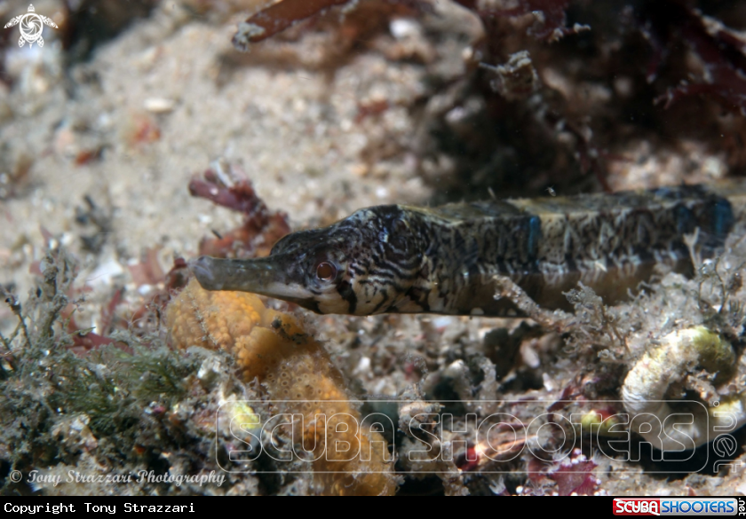 A Tiger pipefish
