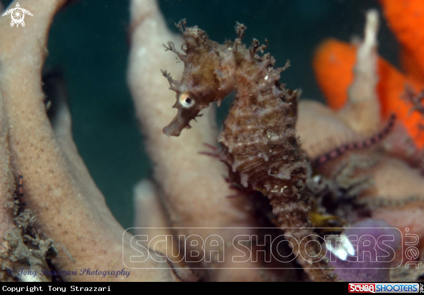 A White's seahorse
