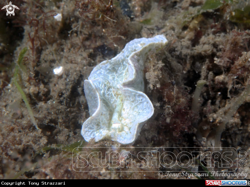 A Elysia sp