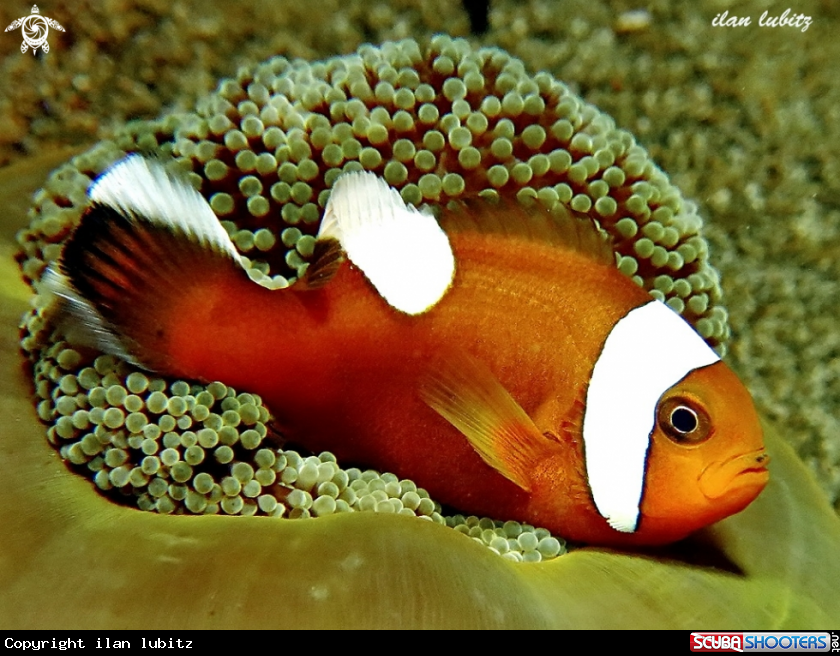 A Nemo
