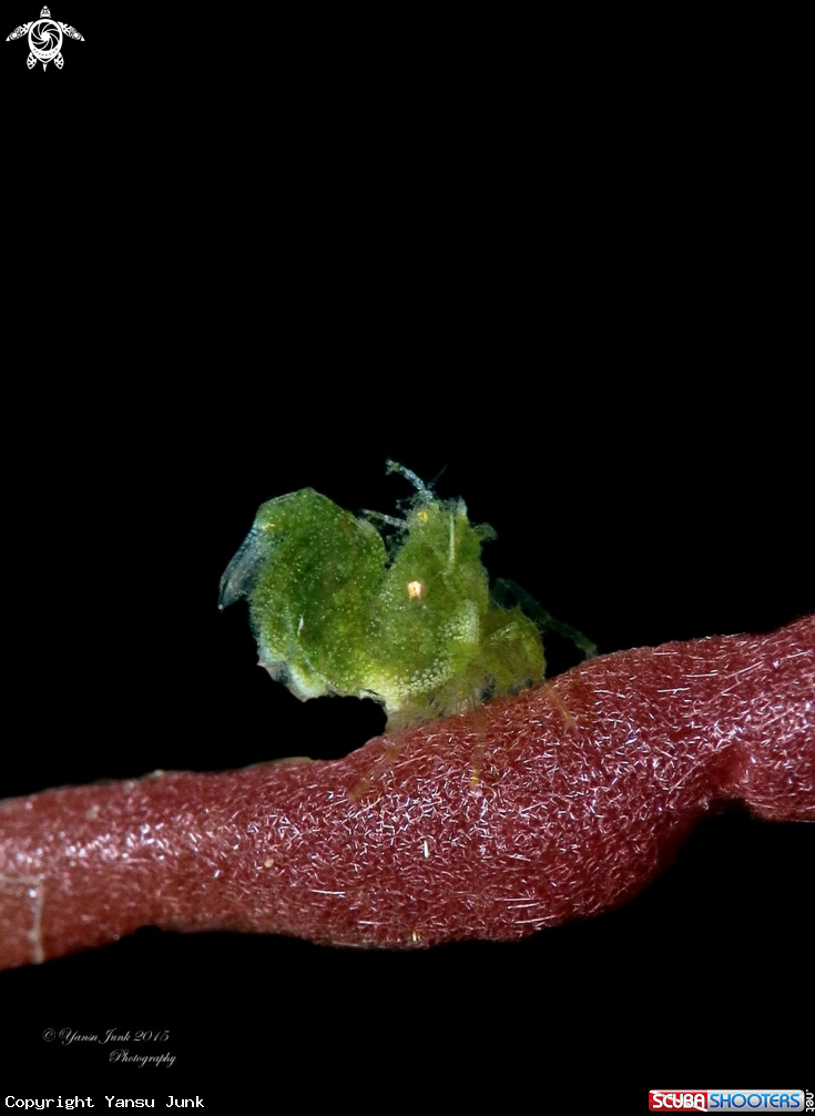 A Algae shrimp