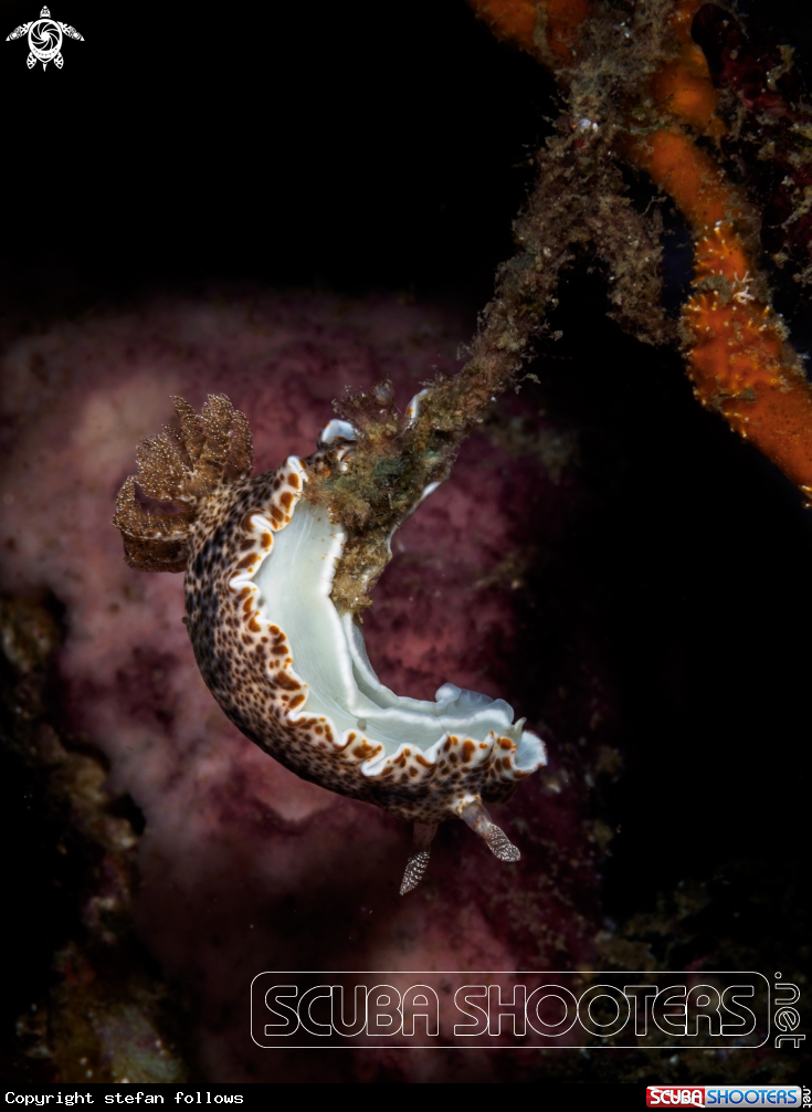 A Nudibranch