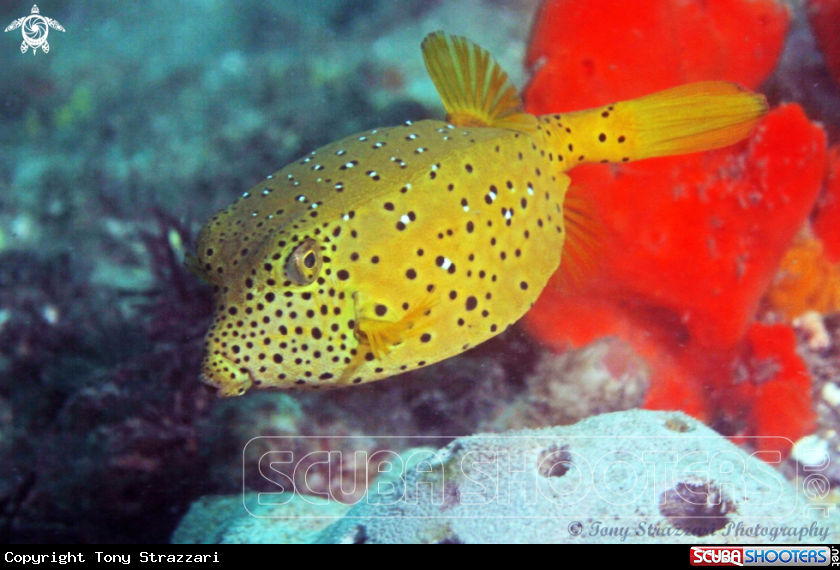 A Yellow Boxfish