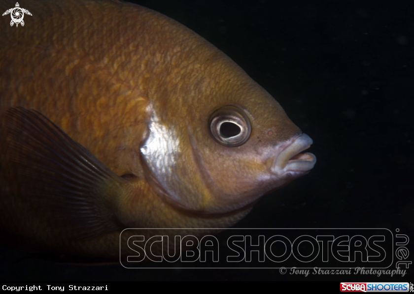 A White ear scalyfin